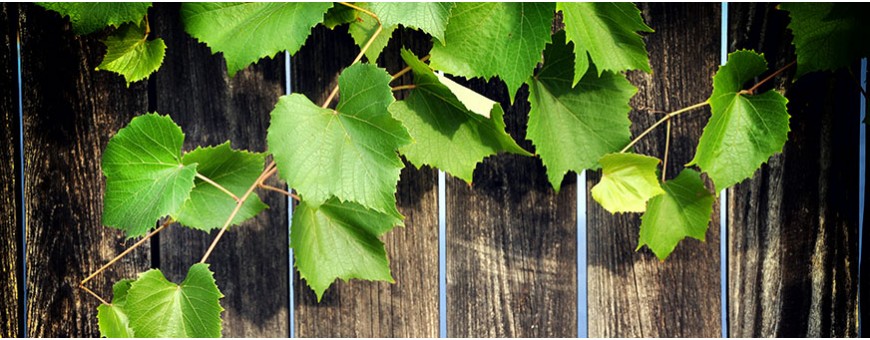 Grape leaves and artichoke